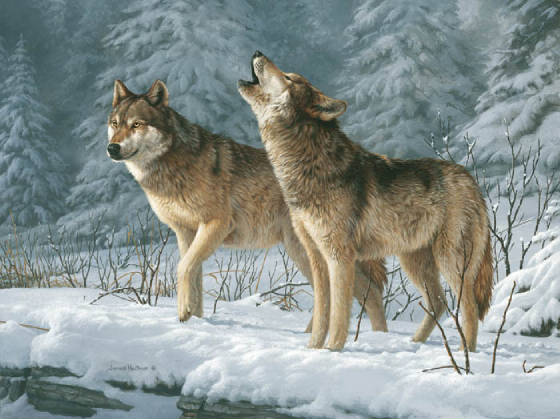 wolvescallofwild.jpg